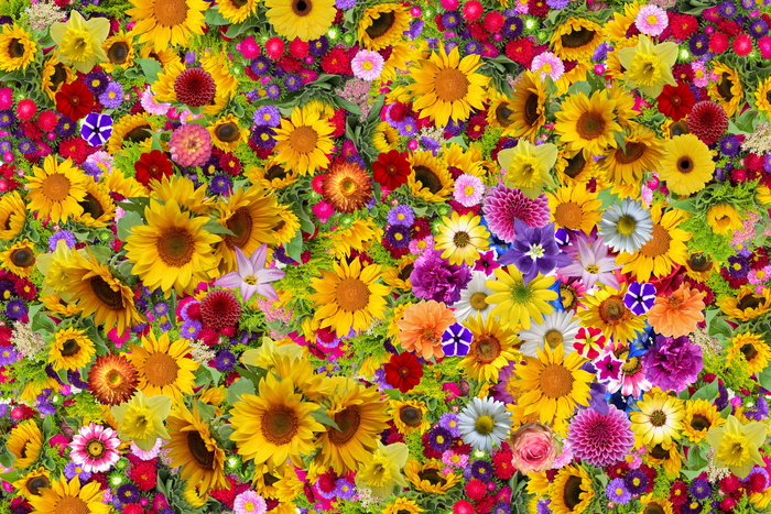 花卉，花卉地毯，花卉地毯，植物，浪漫，装饰，向日葵，开花植物