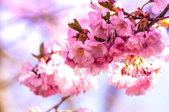 花，自然，花朵，粉色，樱桃，樱花，树枝，花瓣