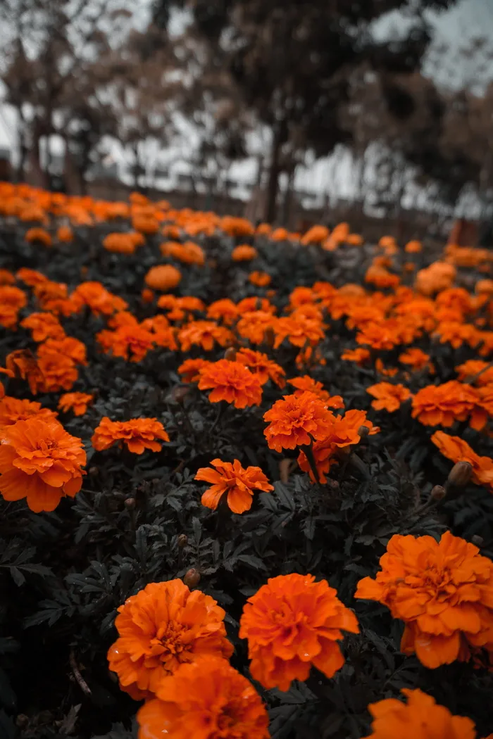 花，植物，天竺葵，花，花瓣，叶，美丽，平静