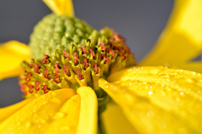 coneflower、特写、细节、露水、黄色、宏观、新鲜度、食物