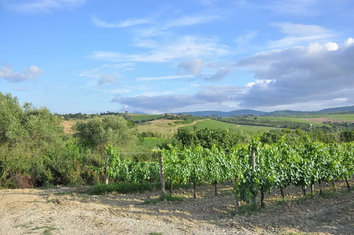 绿色，叶子，植物，白天，葡萄，农场，葡萄园，葡萄园