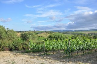 绿色，叶子，植物，白天，葡萄，农场，葡萄园，葡萄园