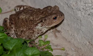 青蛙，动物，蟾蜍，两栖动物，科米特，动物主题，一个动物，动物