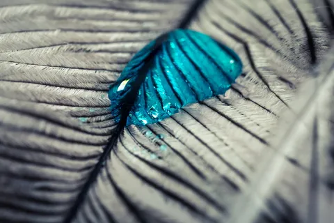 斯特劳斯春天，滴水，羽毛，关闭，宏观，背景，水滴，纹理