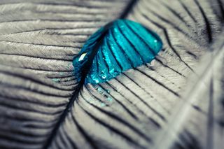 斯特劳斯春天，滴水，羽毛，关闭，宏观，背景，水滴，纹理