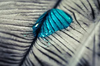 斯特劳斯春天，滴水，羽毛，关闭，宏观，背景，水滴，纹理