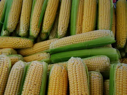 玉米、甜点、食品、蔬菜、农业、有机、天然、甜玉米 玉米、甜点、食品、蔬菜、农业、有机、天然、甜玉米