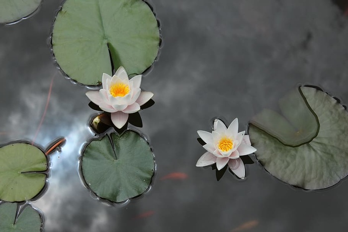 自然，花，池塘，睡莲，睡莲，睡莲，植物，水