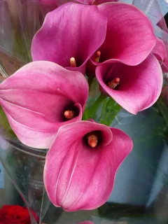 花,马蹄莲,自然,开花,开花,粉红色,不,耐寒 花,马蹄莲,自然,开花,开花,粉红色,不,耐寒