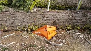 砸了，树，倒了，讽刺，树倒了，树砸了，蜂窝，养蜂