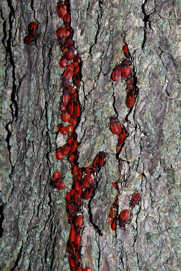 史密斯，无翅，昆虫，墓地，史密斯，无翅，昆虫，红色，树，树皮