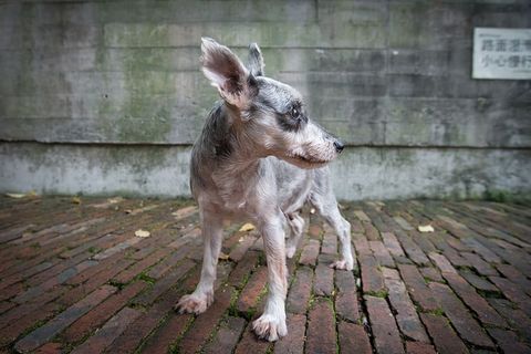 中国，深圳，亚洲，简介，小狗，可爱，耳朵，狗