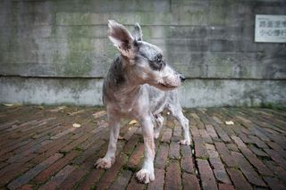 中国，深圳，亚洲，简介，小狗，可爱，耳朵，狗
