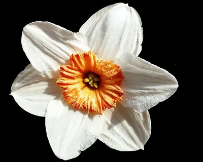 水仙,花,白色,水仙,花,黑色背景,花瓣,花头,摄影棚拍摄 水仙,花,白色,水仙,花,黑色背景,花瓣,花头,摄影棚拍摄