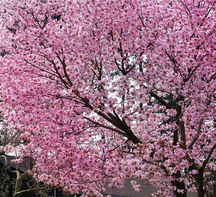 樱花，樱花树，春天，花，树，花，粉色，花朵