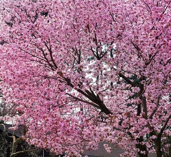 樱花,樱花树,春天,花,树,花,粉色,花朵 樱花,樱花树,春天,花,树,花,粉色,花朵