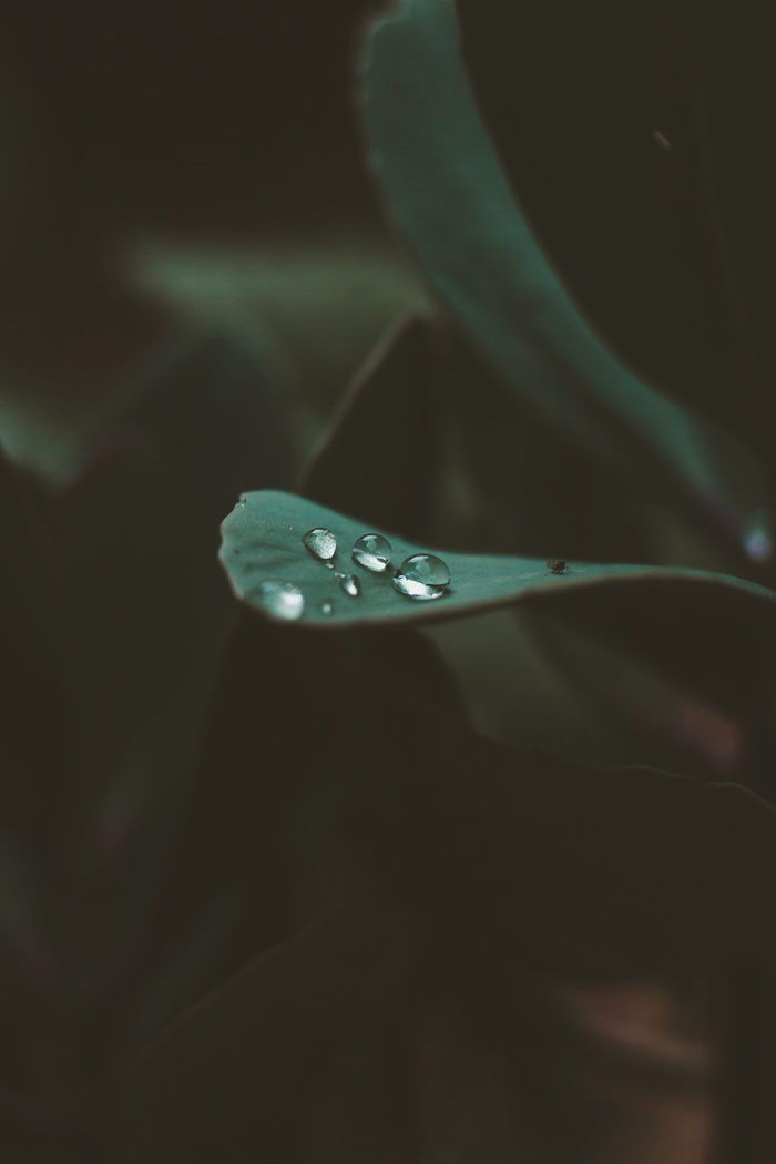 叶子上水滴的特写照片
