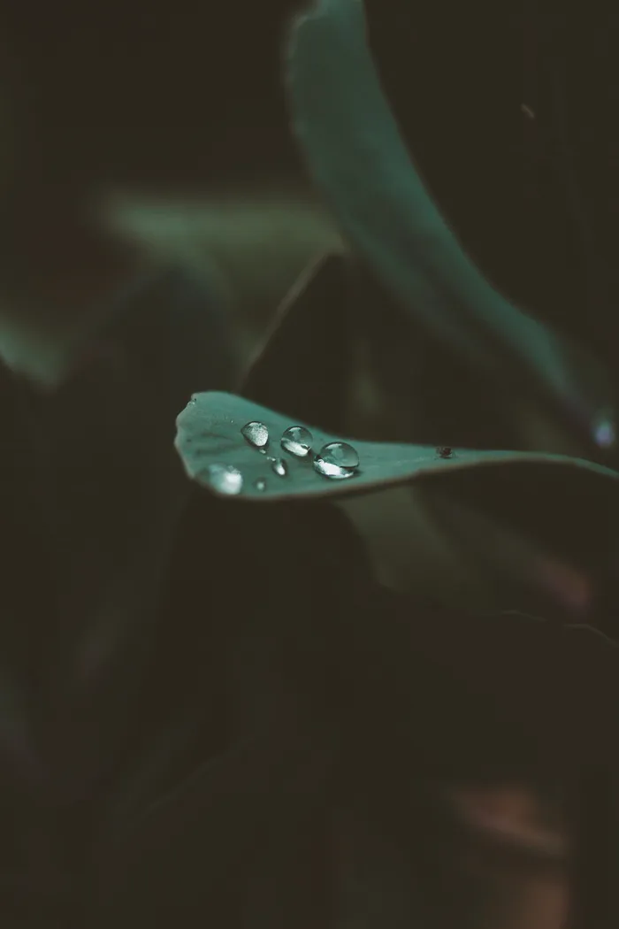 叶子上水滴的特写照片