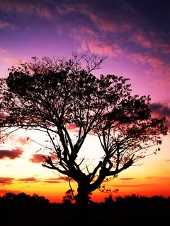 木头、光线、黎明、风景、背景、黑色、树枝、云 木头、光线、黎明、风景、背景、黑色、树枝、云