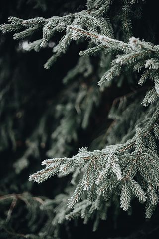 冰冻的树叶和树枝