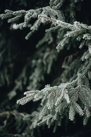 冰冻的树叶和树枝