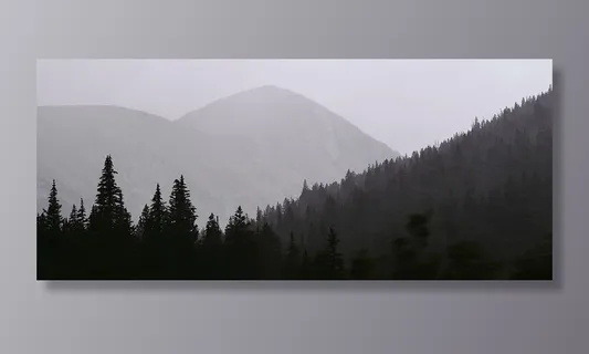 绿色,雾松树,灰色,鳞片,树,山,植物,自然 绿色,雾松树,灰色,鳞片,树,山,植物,自然