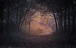 黎明时分的森林