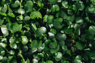 绿色植物，绿色，布里奇顿，美国，规划，绿色，温室，纹理