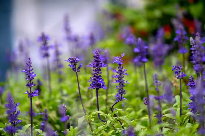 植物，羽扇豆，花，花，丁香，鸢尾，兰花，天竺葵