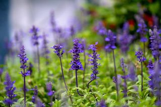 植物，羽扇豆，花，花，丁香，鸢尾，兰花，天竺葵