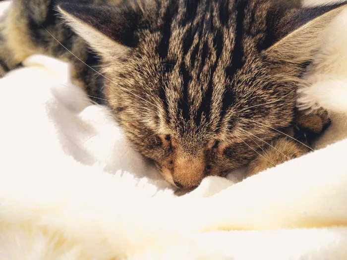 猫，温暖，锋利，动物，宠物，可爱，轻盈，蓬松