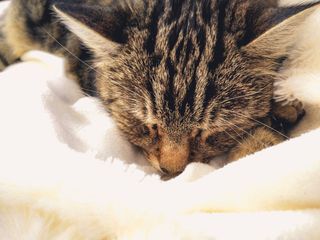 猫，温暖，锋利，动物，宠物，可爱，轻盈，蓬松