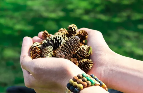拿着松果的人的特写照片