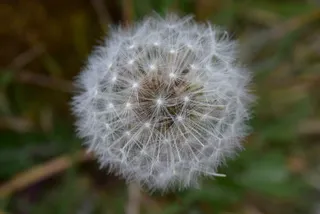 白鹭，白鹭蒲公英，白鹭，头蓬乱，自然，花园，田野，植物群