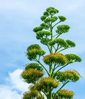 龙舌兰花,龙舌兰,植物,生长,绿色,天空,自然,树木 龙舌兰花,龙舌兰,植物,生长,绿色,天空,自然,树木