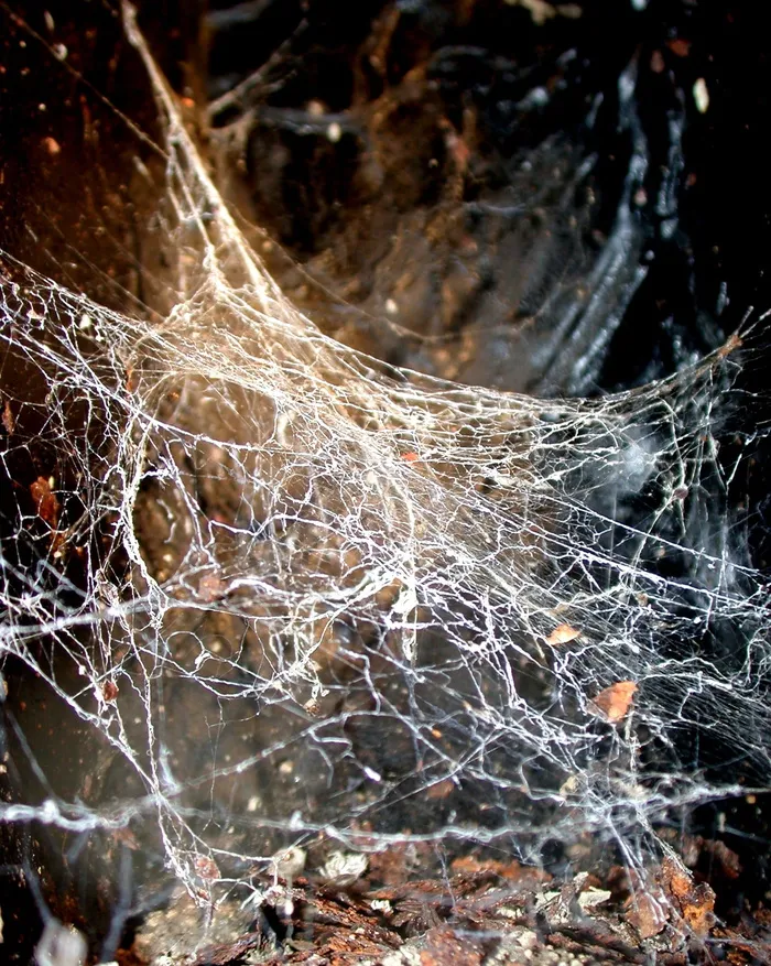 特写照片, 白, 蜘蛛网, 网络, 陷阱, 蜘蛛, web, 混乱