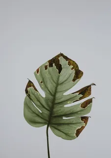 绿叶的照片 绿叶的照片