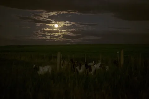 风景、满月、牛群、山羊、田野、黑暗、夜晚 风景、满月、牛群、山羊、田野、黑暗、夜晚