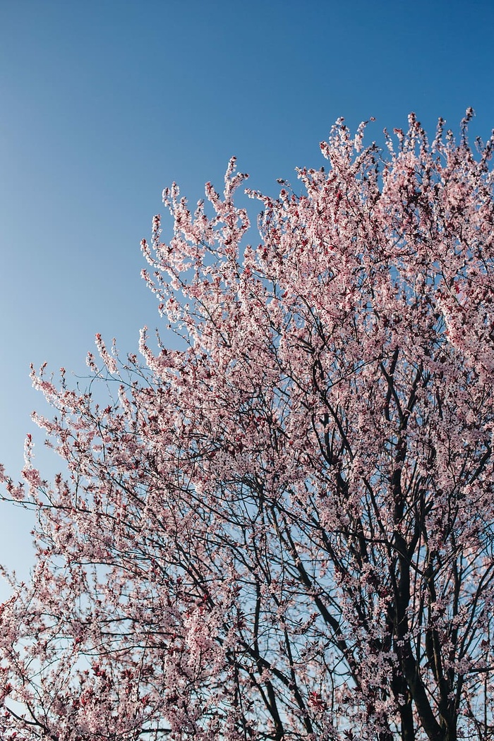 粉色的春花