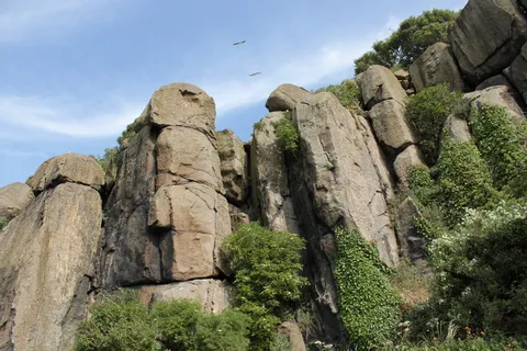 悬崖，山，悬崖，自然，植物，鸟类，灌木，石头