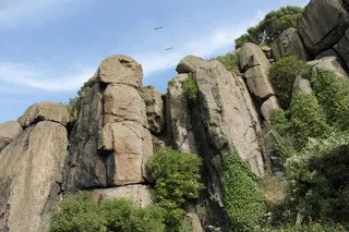 悬崖，山，悬崖，自然，植物，鸟类，灌木，石头