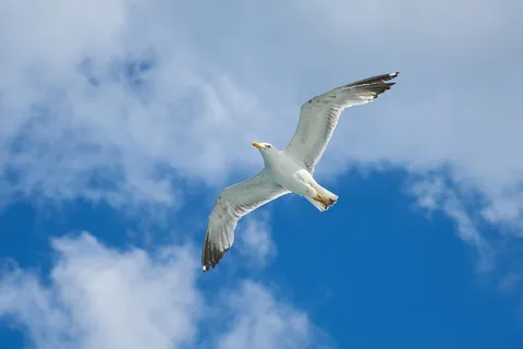 飞翔的海鸥 飞翔的海鸥