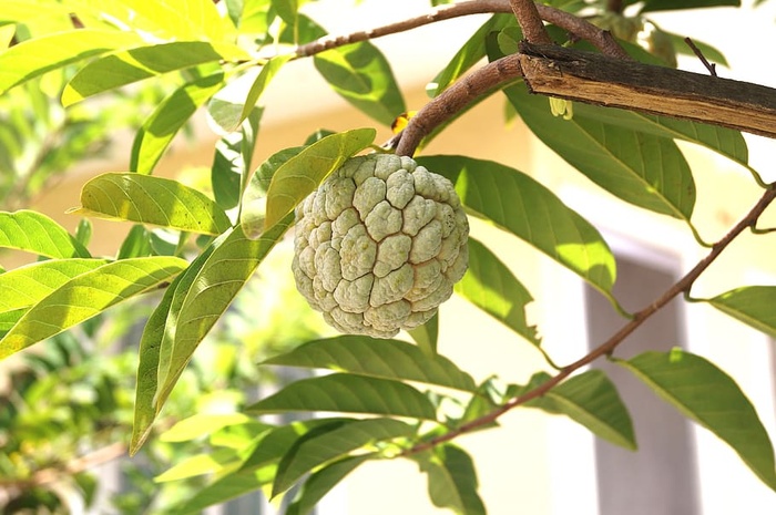 树，自然，叶子，水果，植物，绿色，糖苹果，果树