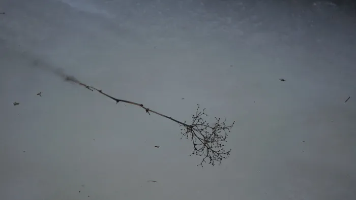 冰冻的树枝，春天的冰，卡在冰里，冰，植物，树，自然，水