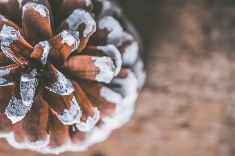 倾斜摄影中的褐锥松