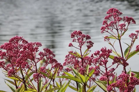 花，夏天，花背景，夏天的花，植物，花，开花植物，自然之美