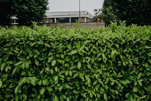 市政绿化