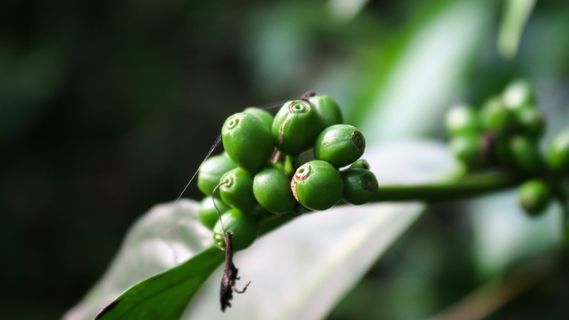 咖啡、豆子、种子、绿色、树枝、生的、种植园、壁纸