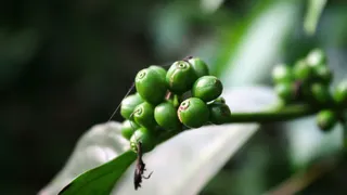 咖啡、豆子、种子、绿色、树枝、生的、种植园、壁纸