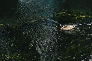 河流，水，水流，自然，动物，湖泊，一种动物，爬行动物
